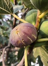 Cuttings fig tree for sale  Shipping to Ireland