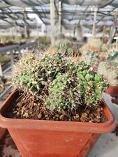 Ferocactus Echidne Monstrous Crested Pot 18CM Rare Cacti Made in Sicily for sale  Shipping to South Africa