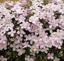 Clematis Montana Pink Rubens Climbing Plant 3-4ft Large in a 3 Litre Pot, used for sale  KING'S LYNN