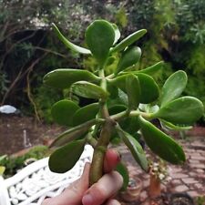 Jade plant clippings for sale  Arcadia
