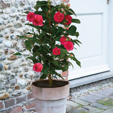 Camellia blooming wonder for sale  IPSWICH