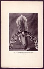 Antique Vintage Cypripedium Lord Derby Orchid Flower Botanical Photo Print, used for sale  Shipping to South Africa