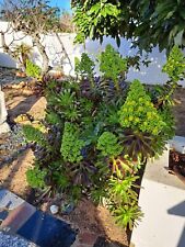 Aeonium black succulent for sale  Shipping to Ireland