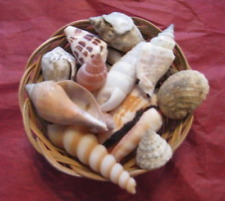 Piece sea shell for sale  Cary