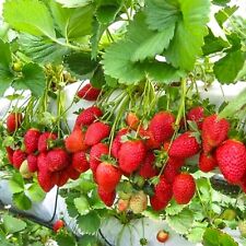 Erdbeerpflanzen monterey immer gebraucht kaufen  Versand nach Germany