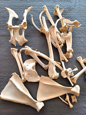 Goat bones lot for sale  North Fort Myers