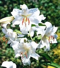 Bulbs oriental lily for sale  Ladson