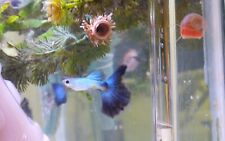 Fry pearl blue for sale  Turtle Creek