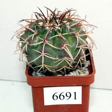 Used, Discocactus placentiformis /6691/ D50mm,grafted  for sale  Shipping to South Africa