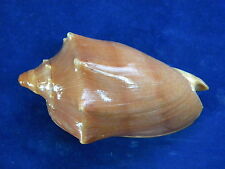 Sea Shells Cymbiola Aulica 111mm Off Zamboanga ID#3302AL  for sale  Shipping to South Africa