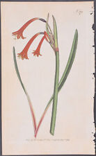 Curtis - Narrow-leaved Cyrtanthus. 271 - 1787-1800's The Botanical Magazine for sale  Shipping to South Africa