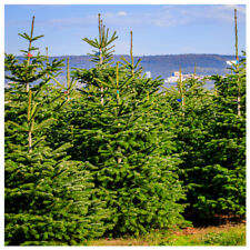 Nordmann fir christmas for sale  Shipping to Ireland