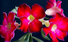 Usato, Adenium obesum Arrogant - rosa del deserto ( 1 pianta in vq7 H 5-10cm) usato  Napoli