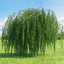 weeping birch tree for sale  UK