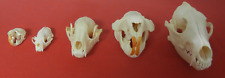 Lot skulls muskrat for sale  Cumberland