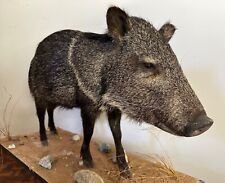 Petite wild hog for sale  Fort Lauderdale