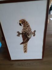 Cadre taxidermie perroquets d'occasion  Wizernes