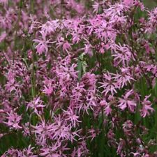 Perennial wildflower ragged for sale  LEICESTER