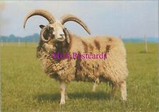 Animals postcard sheep for sale  WATERLOOVILLE