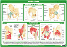 Hip anatomy poster for sale  BURTON-ON-TRENT