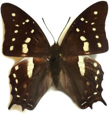 Nymphalidae POLYURA GAMMA****male**** New Calodonia(papered,not pinned) for sale  Shipping to South Africa