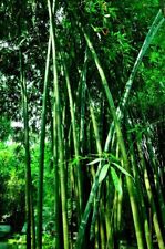 Green bamboo seeds for sale  Raeford