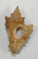 MUREX ERINACEOIDES 33.46mm BEAUTIFUL SPECIMEN Guaymas, Sonora, Mexico, used for sale  Shipping to South Africa