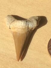 Shark tooth 40x30mm for sale  WOODSTOCK