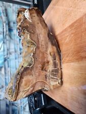 Large piece fossilized for sale  Modesto