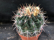 Ferocactus viridescens big usato  Massafra