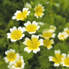 Suttons limnanthes douglasii for sale  Ireland