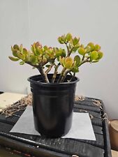 Crassula jade plant for sale  Chula Vista