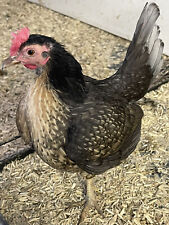 Old English game bantam hatching eggs x 6 for sale  CREWE