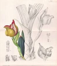 Anguloa brevilabris colombie d'occasion  Expédié en France