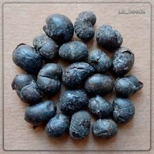 Trachycarpus wagnerianus seeds for sale  Shipping to Ireland