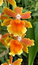 Oncidium orchid brazilian for sale  Riverview