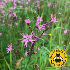 Ragged robin seeds for sale  SELBY