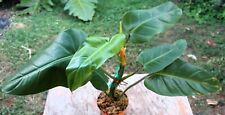 Philodendron species plant for sale  Hollywood