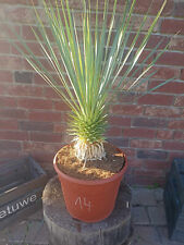 Rostrata yucca 14 for sale  Shipping to Ireland