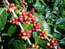 Coffee plug plant for sale  Shipping to Ireland