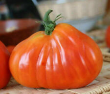 Cuore bue pomodoro usato  Reggio Calabria