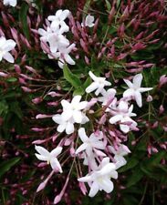 Pink star jasmine for sale  Burlingame