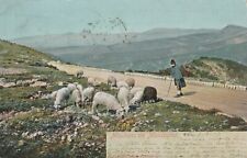 Moutons montagne 1909 gebraucht kaufen  Schwabbruck