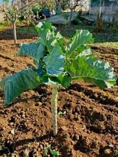 Cabbage Couve Galega Walking Stick Kale 100% Portuguese 300 Seeds for sale  Shipping to South Africa