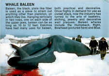 Bowhead whale baleen for sale  USA