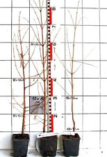 Metasequoia glyptostroboides e gebraucht kaufen  Bad Bergzabern