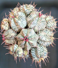 Euphorbia rare live for sale  Washington