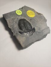 Trilobite fossil elrathia for sale  Oaklyn