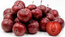 American plum starter for sale  Weyauwega