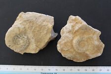 Ammonites fossiles pleuroceras d'occasion  Moyon